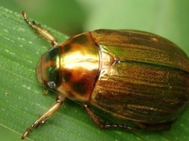 ジンクス