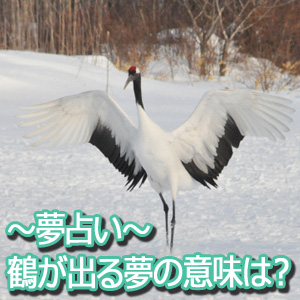 夢占い～鶴の夢の意味は・
