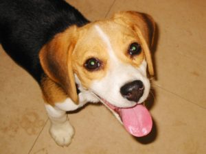 犬に舐められる夢占い